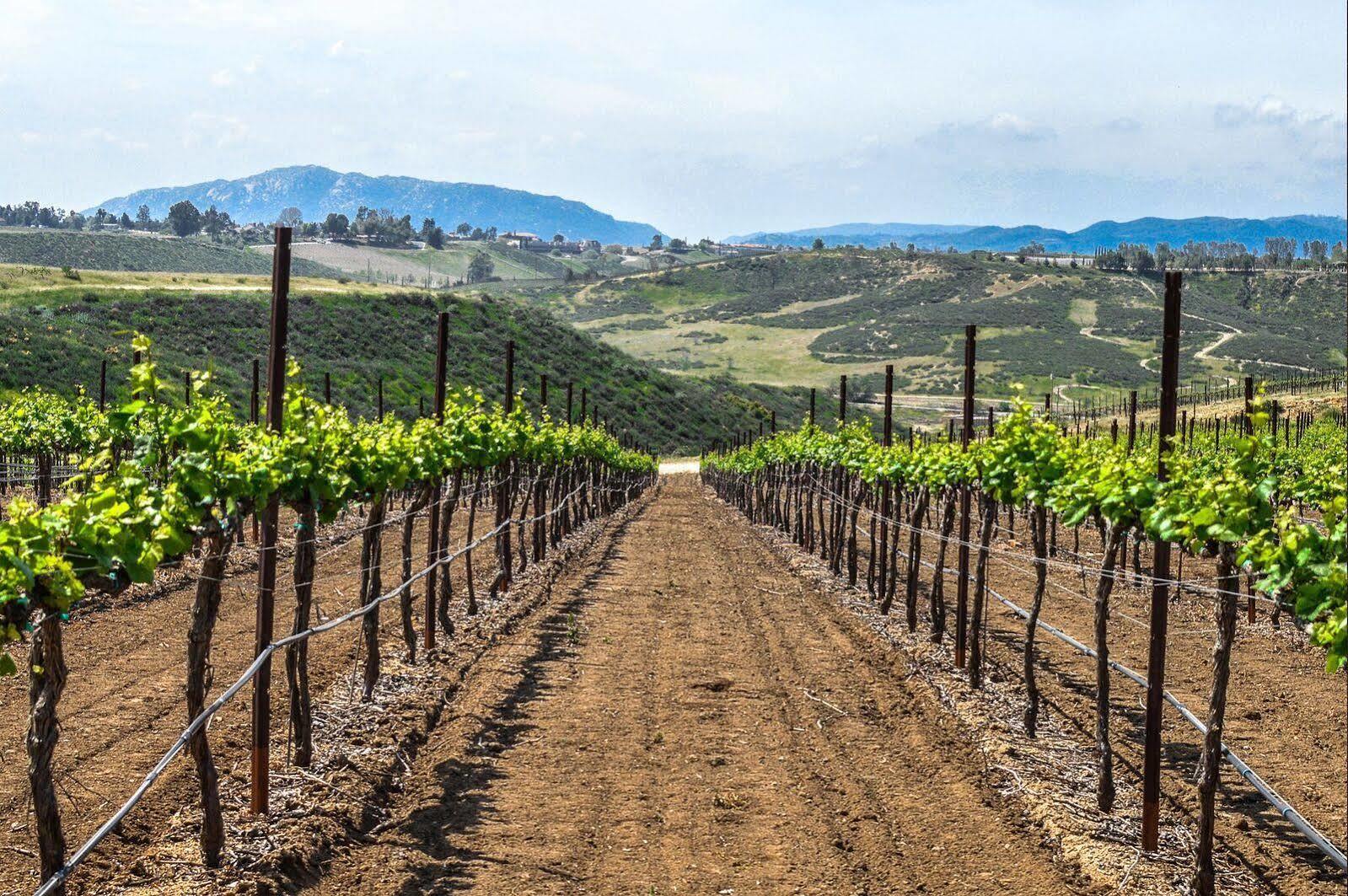 Carter Estate Winery And Resort Temecula Esterno foto